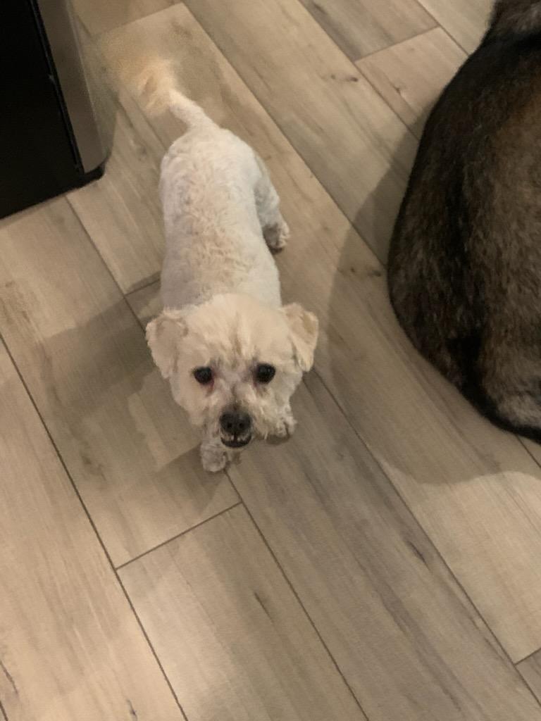 Enlarge Chappy, a Adopted Miniature Poodle in Idyllwild, CA image 4/5