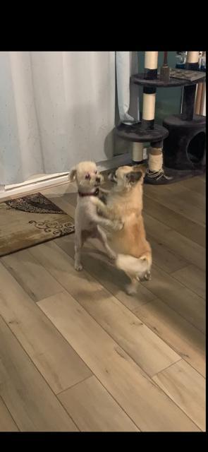 Enlarge Chappy, a Adopted Miniature Poodle in Idyllwild, CA image 5/5