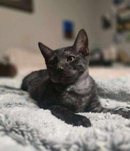 Enlarge Murder Mittens, a Adoptable Domestic Short Hair in Kenai, AK image 1/1