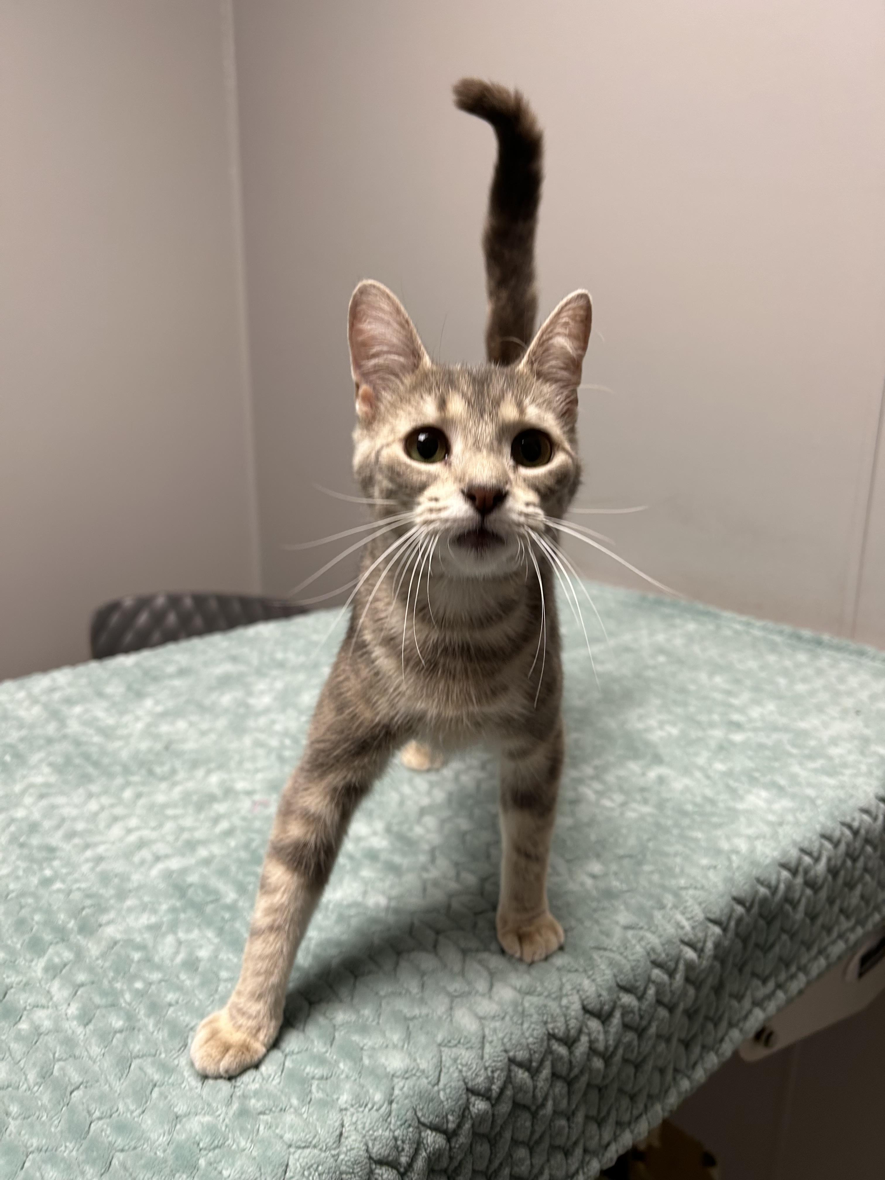 Bell, a ADOPTABLE Domestic Short Hair in Walker, MI image 4/5