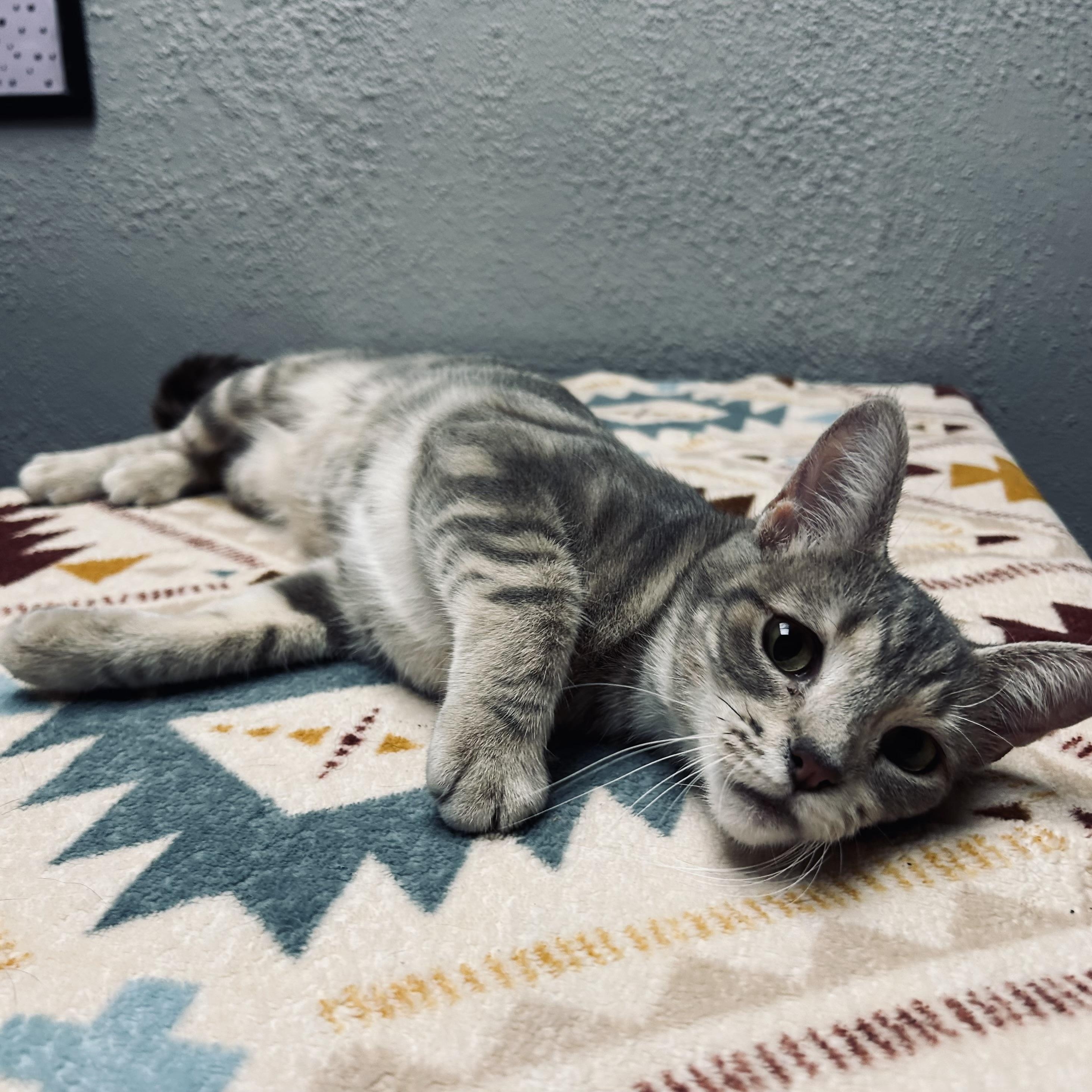 Enlarge Bell, a ADOPTABLE Domestic Short Hair in Walker, MI image 6/6