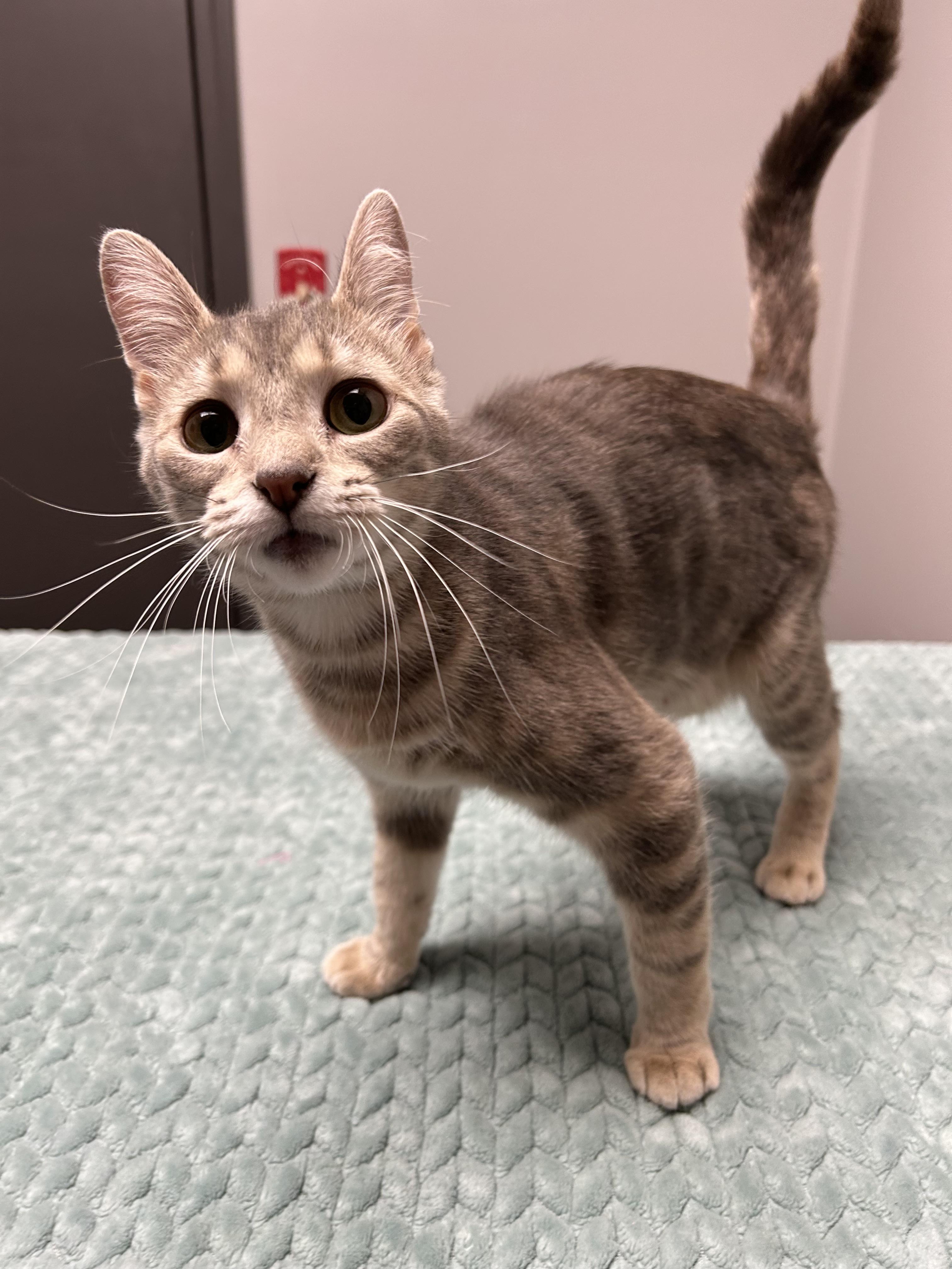 Bell, a ADOPTABLE Domestic Short Hair in Walker, MI image 3/5