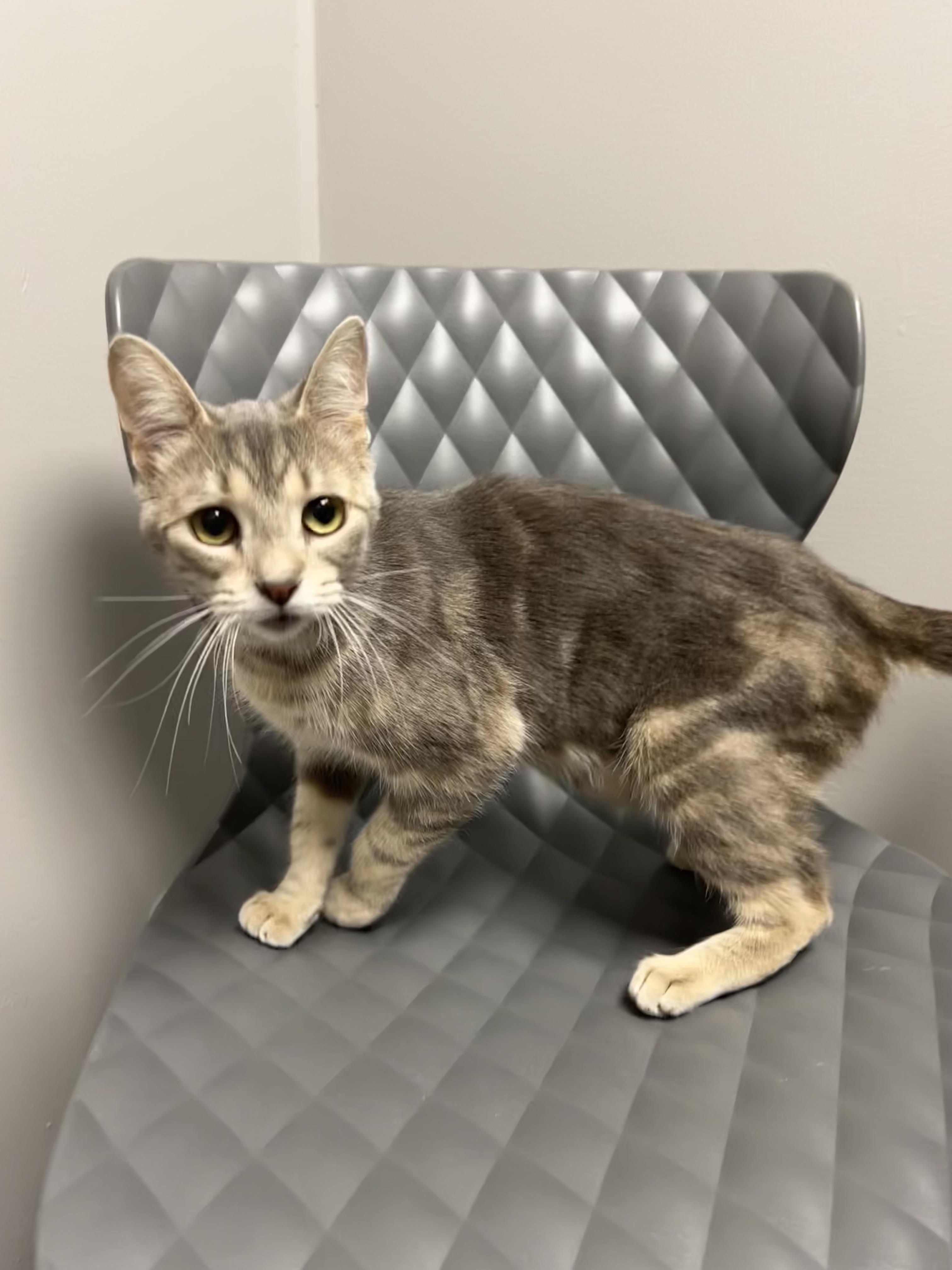 Bell, a ADOPTABLE Domestic Short Hair in Walker, MI image 2/5
