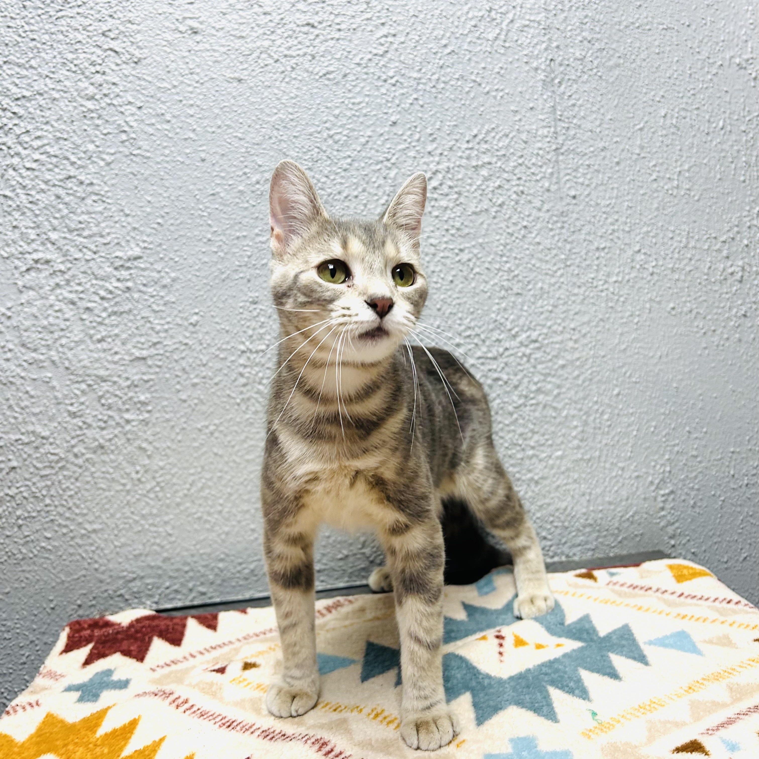 Enlarge Bell, a ADOPTABLE Domestic Short Hair in Walker, MI image 1/6