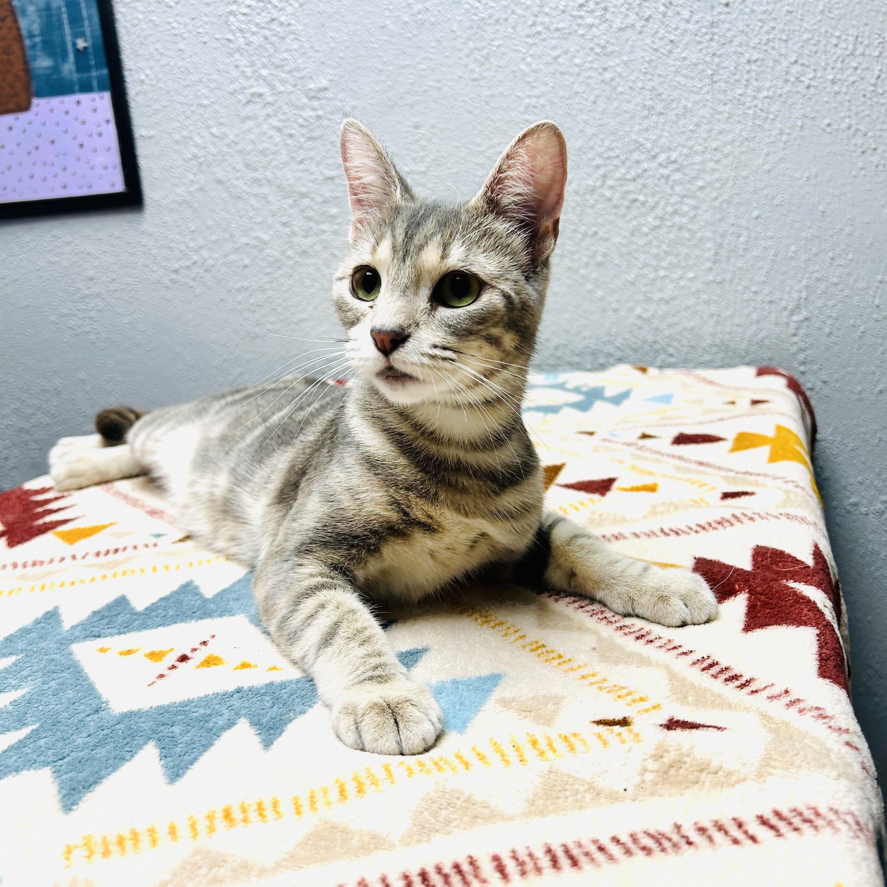 Enlarge Bell, a ADOPTABLE Domestic Short Hair in Walker, MI image 3/6