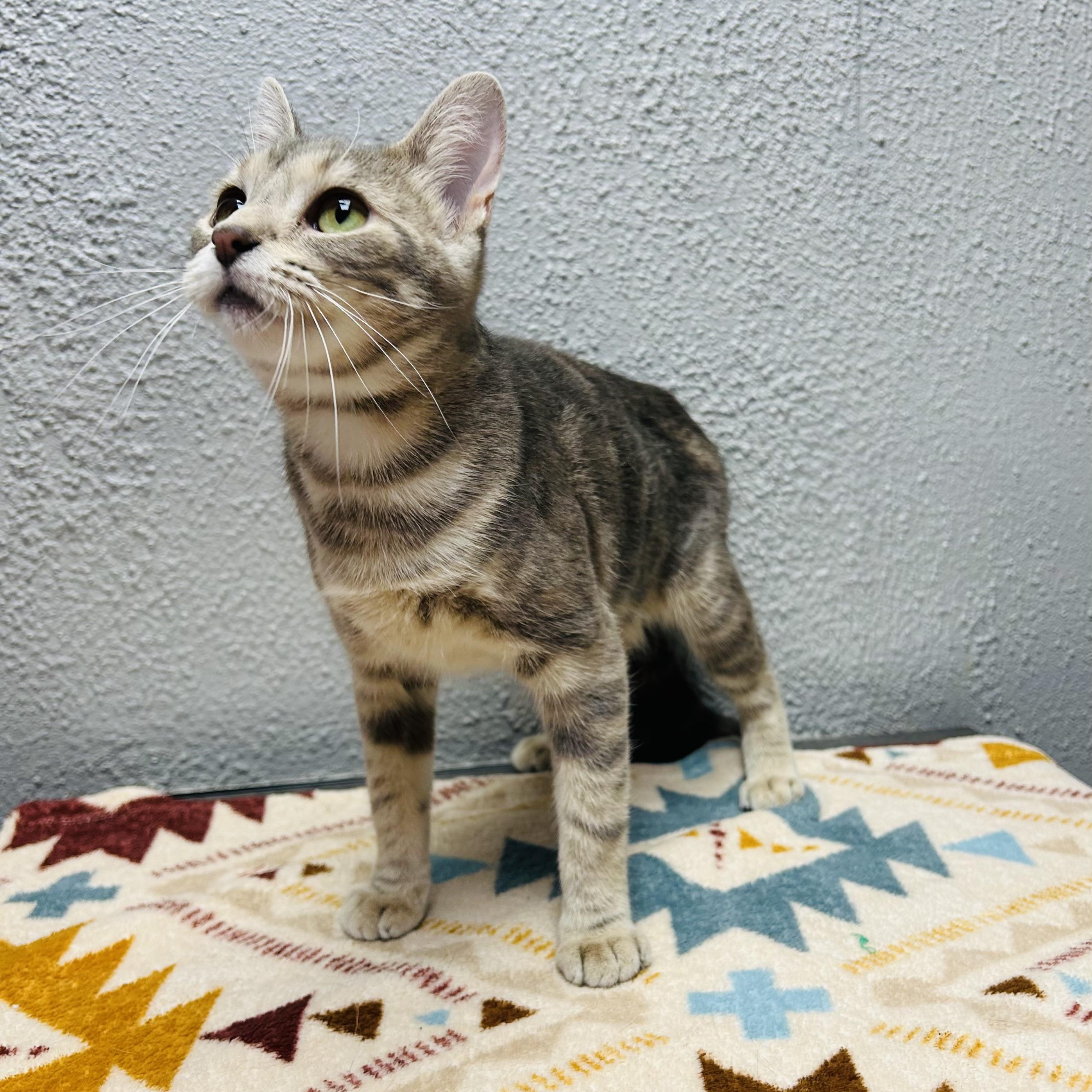 Enlarge Bell, a ADOPTABLE Domestic Short Hair in Walker, MI image 2/6
