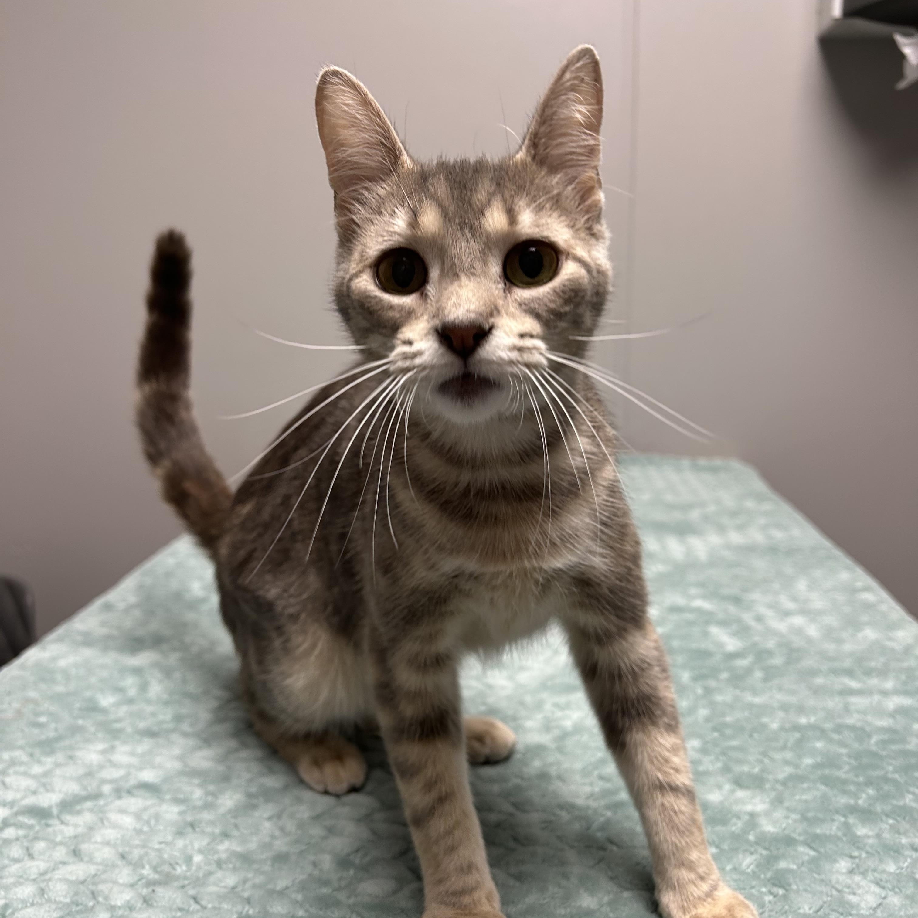 Enlarge Bell, a ADOPTABLE Domestic Short Hair in Walker, MI image 4/6
