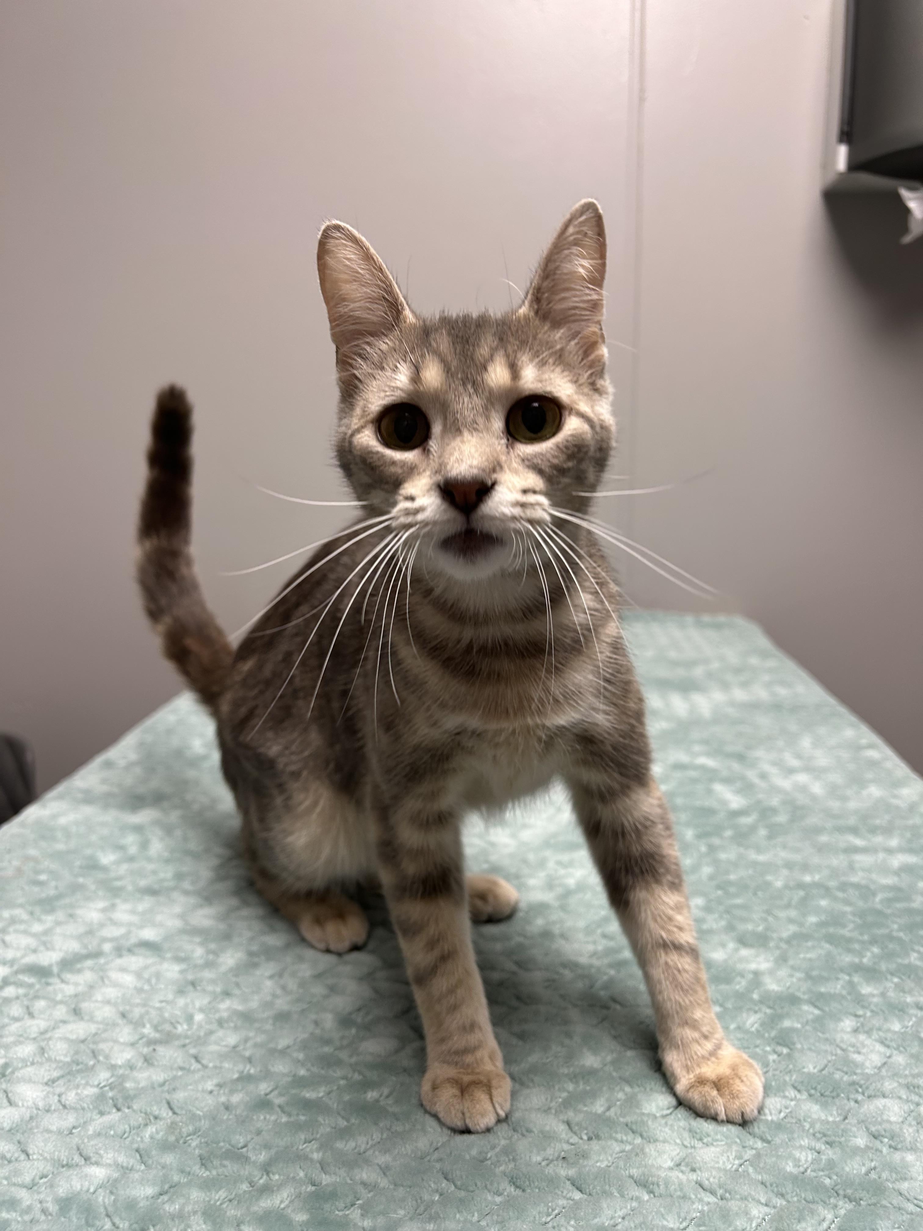 Bell, a ADOPTABLE Domestic Short Hair in Walker, MI image 1/5
