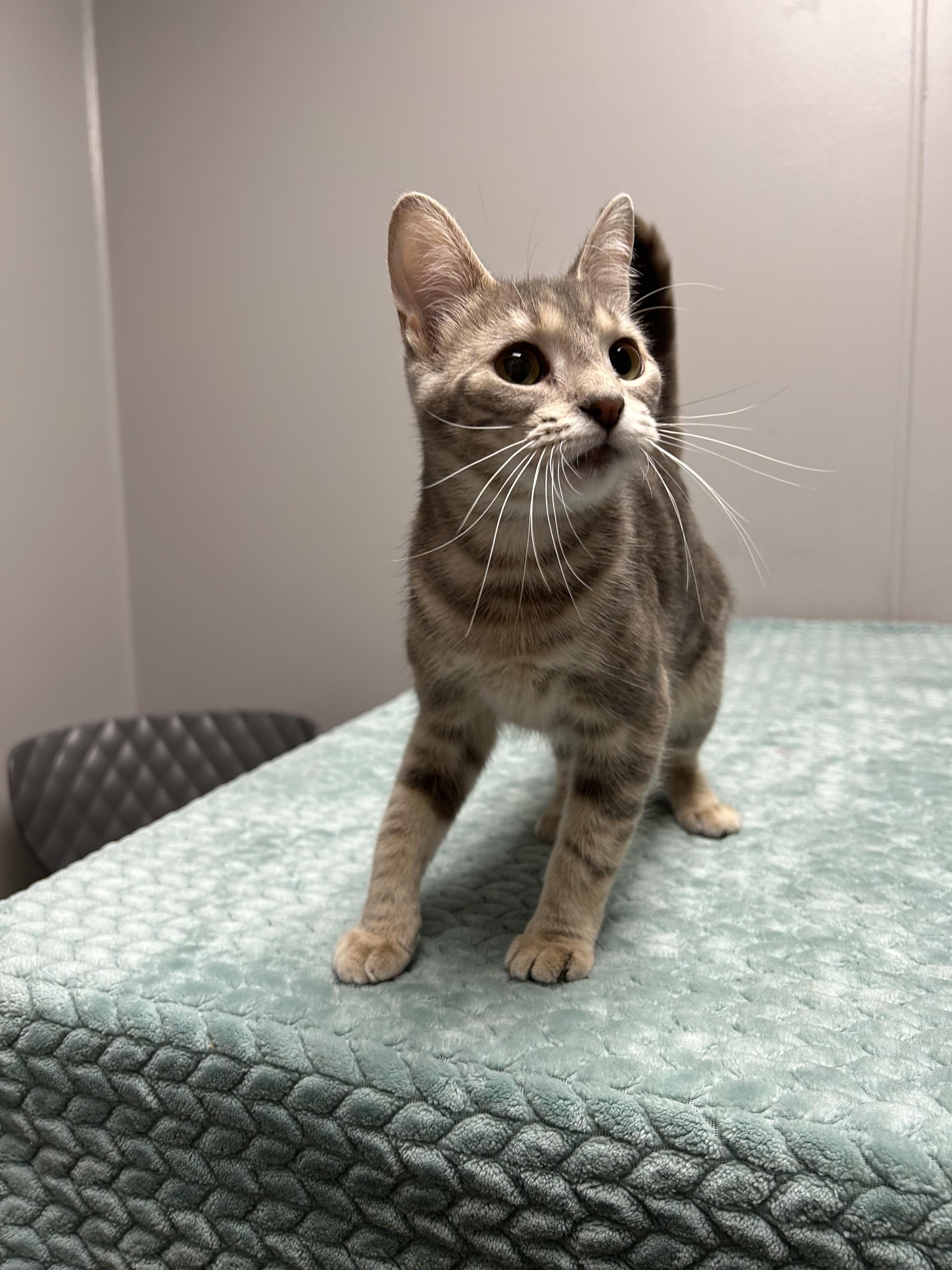 Bell, a ADOPTABLE Domestic Short Hair in Walker, MI image 5/5
