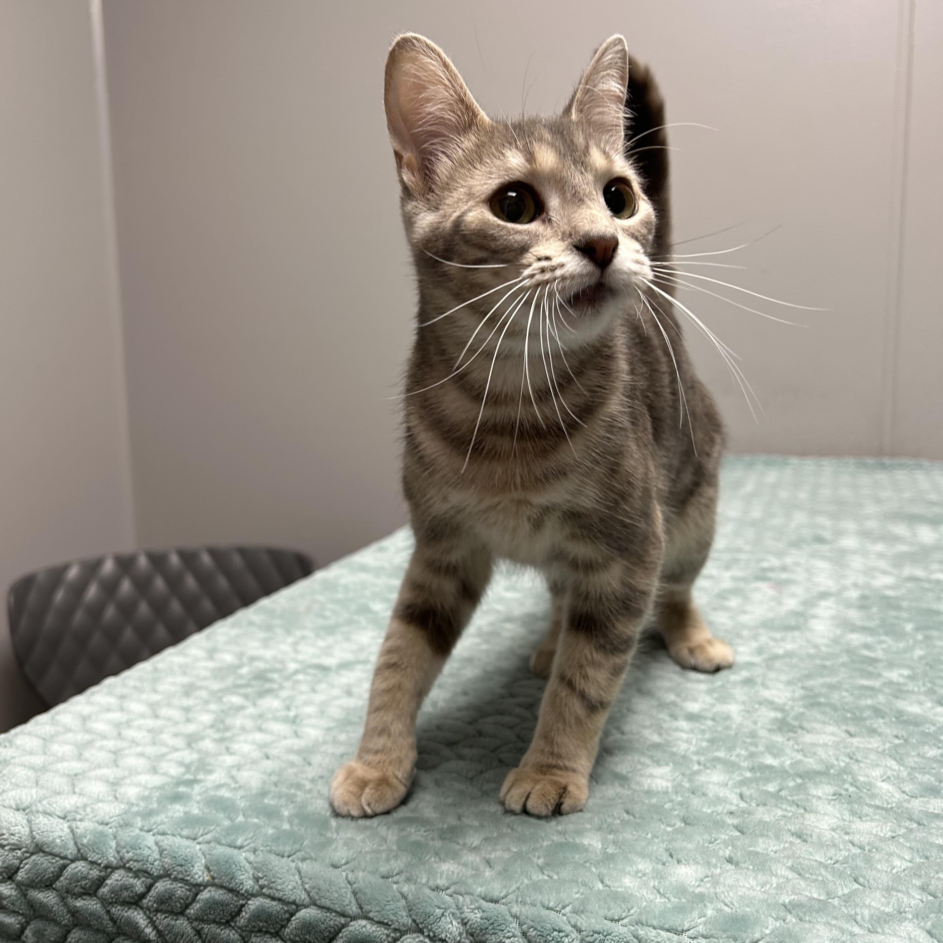 Enlarge Bell, a ADOPTABLE Domestic Short Hair in Walker, MI image 5/6