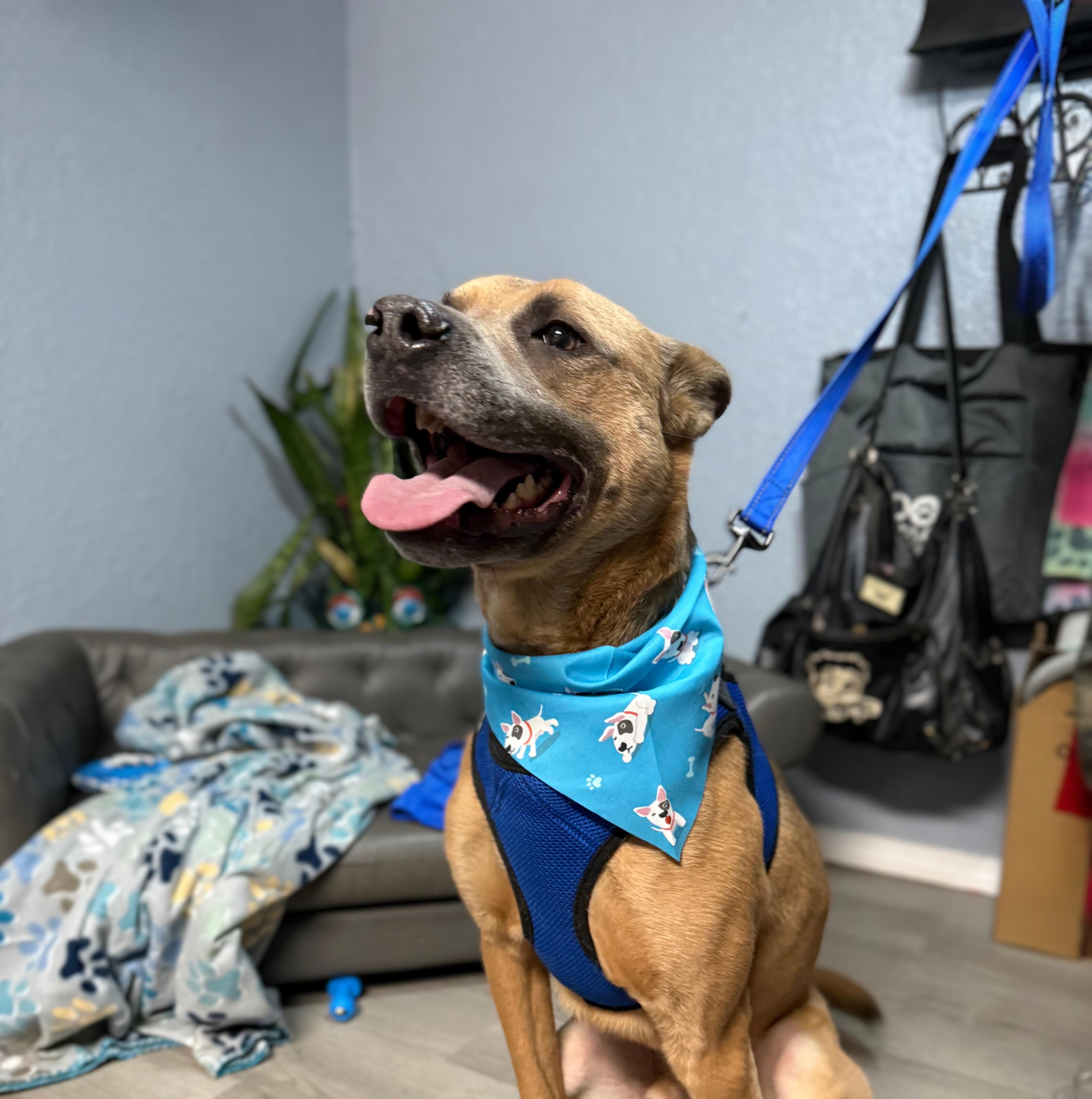 Robin, a Adoptable mixed breed in Oklahoma City, OK image 4/6