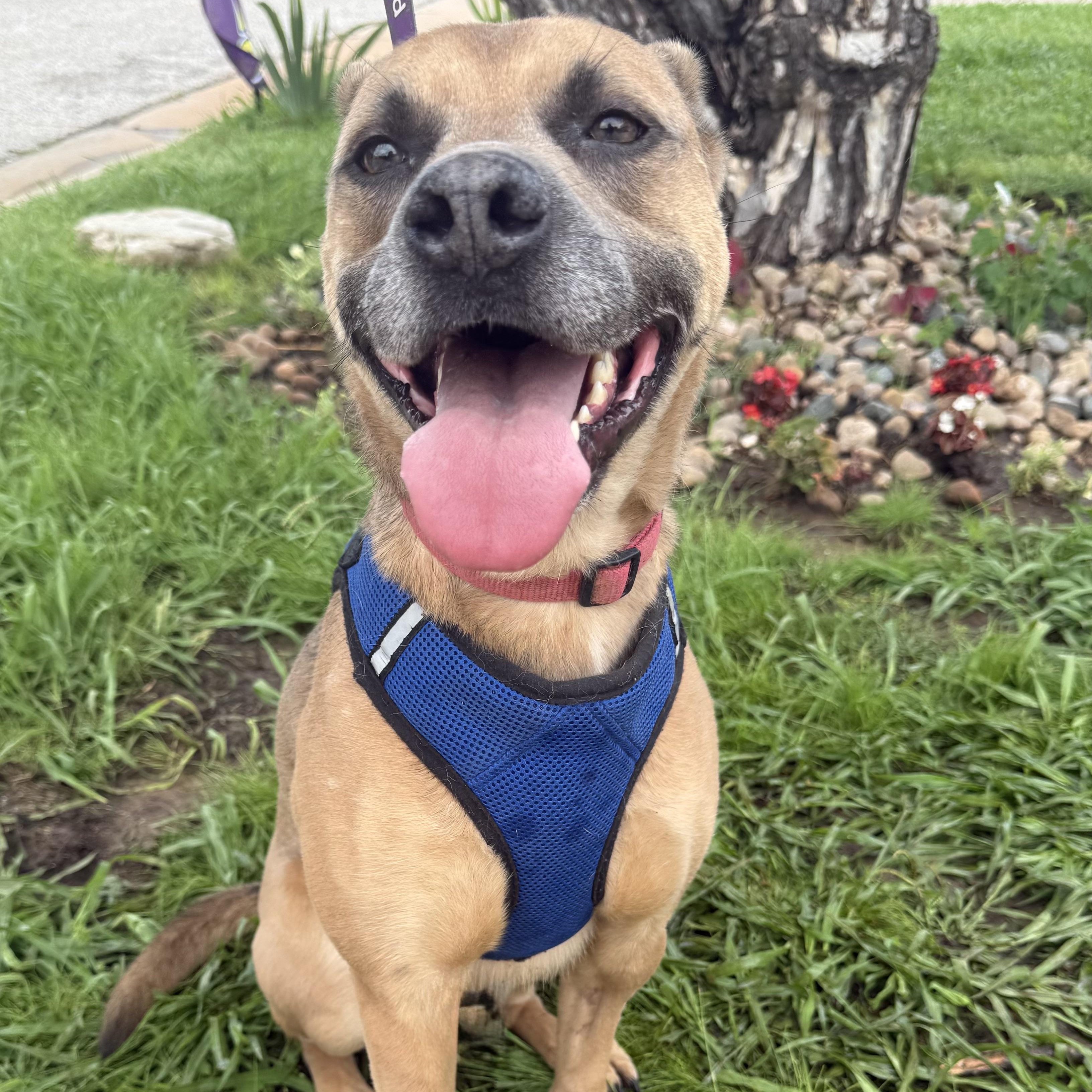Robin, a Adoptable mixed breed in Oklahoma City, OK image 1/6