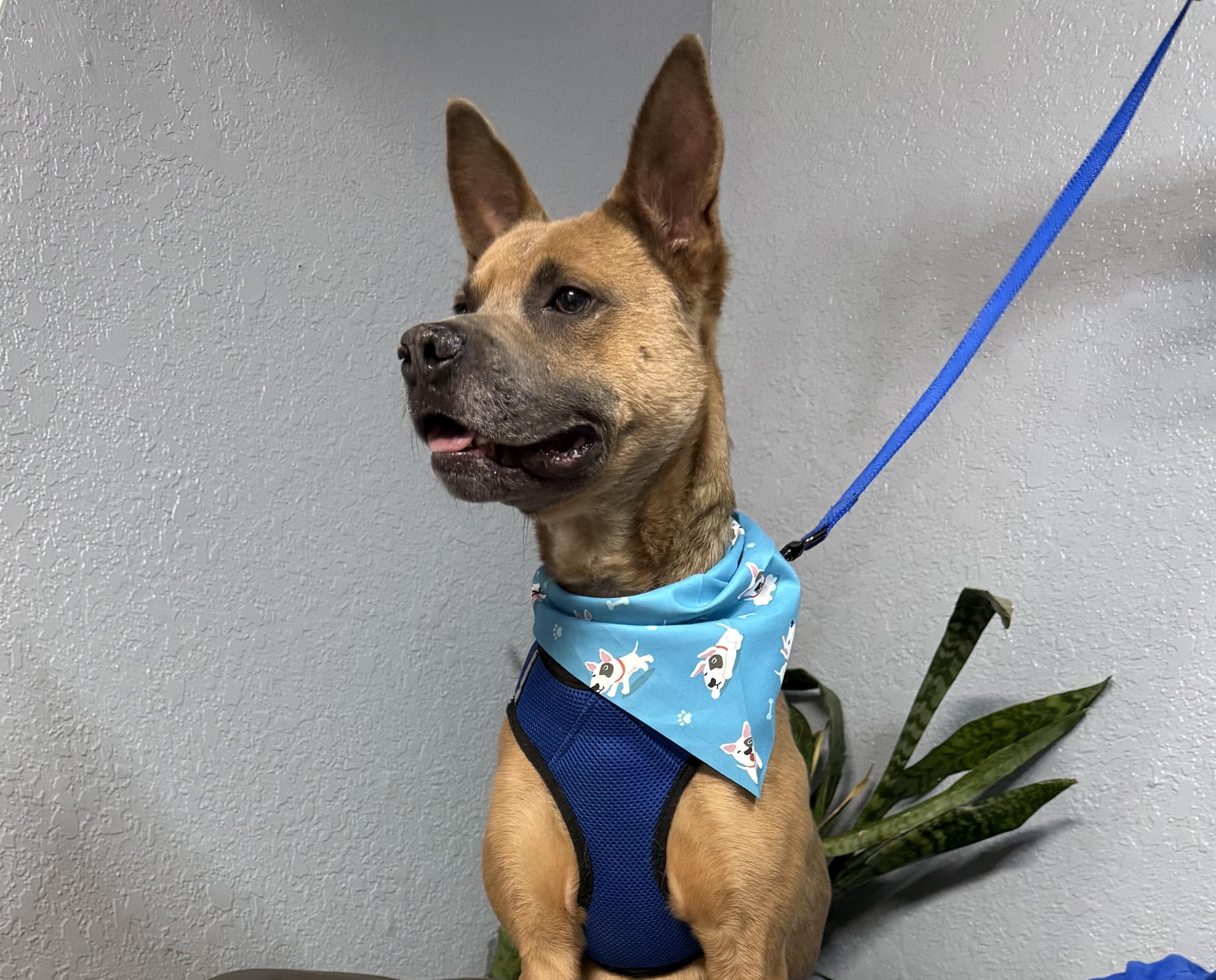 Robin, a Adoptable mixed breed in Oklahoma City, OK image 5/6