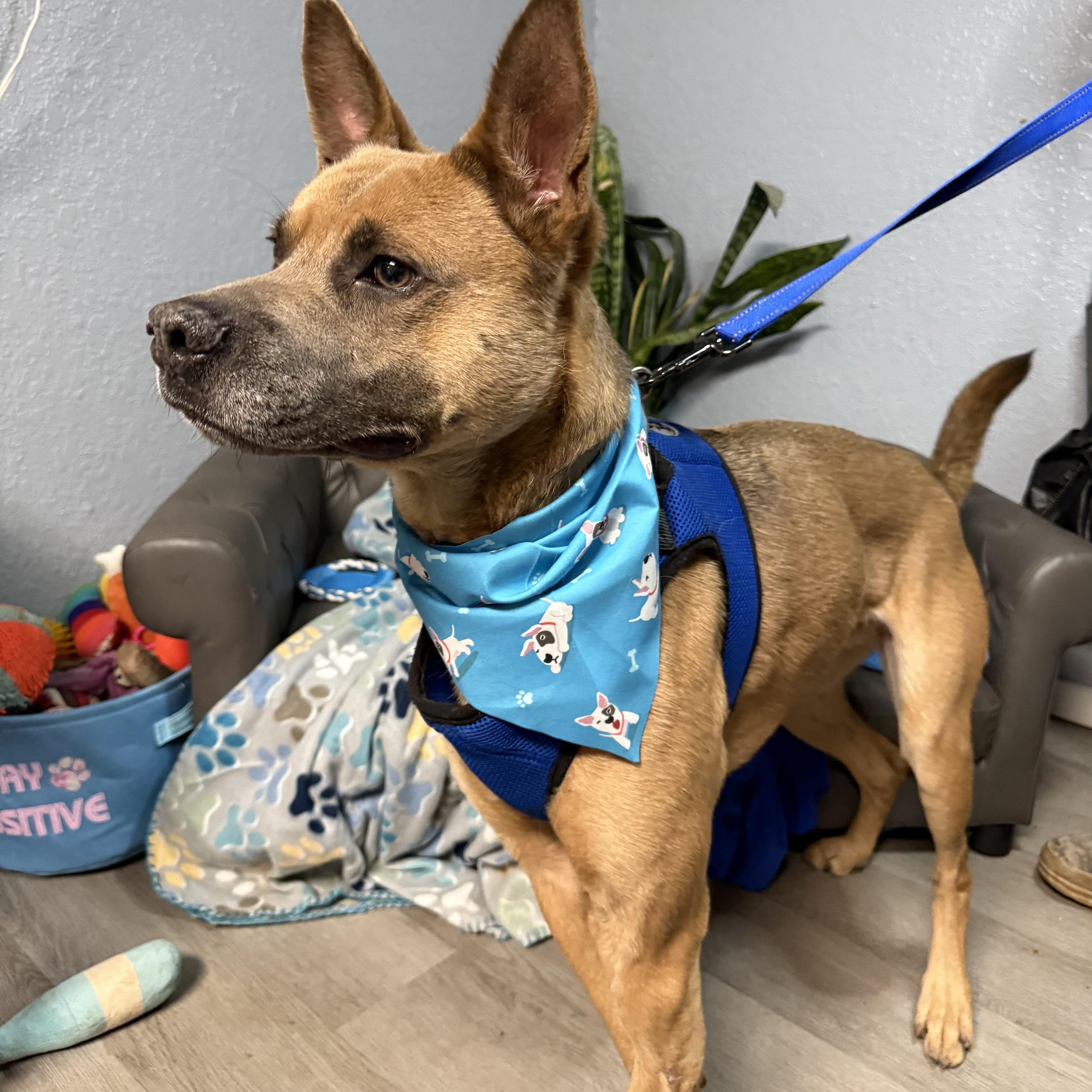 Robin, a Adoptable mixed breed in Oklahoma City, OK image 2/6