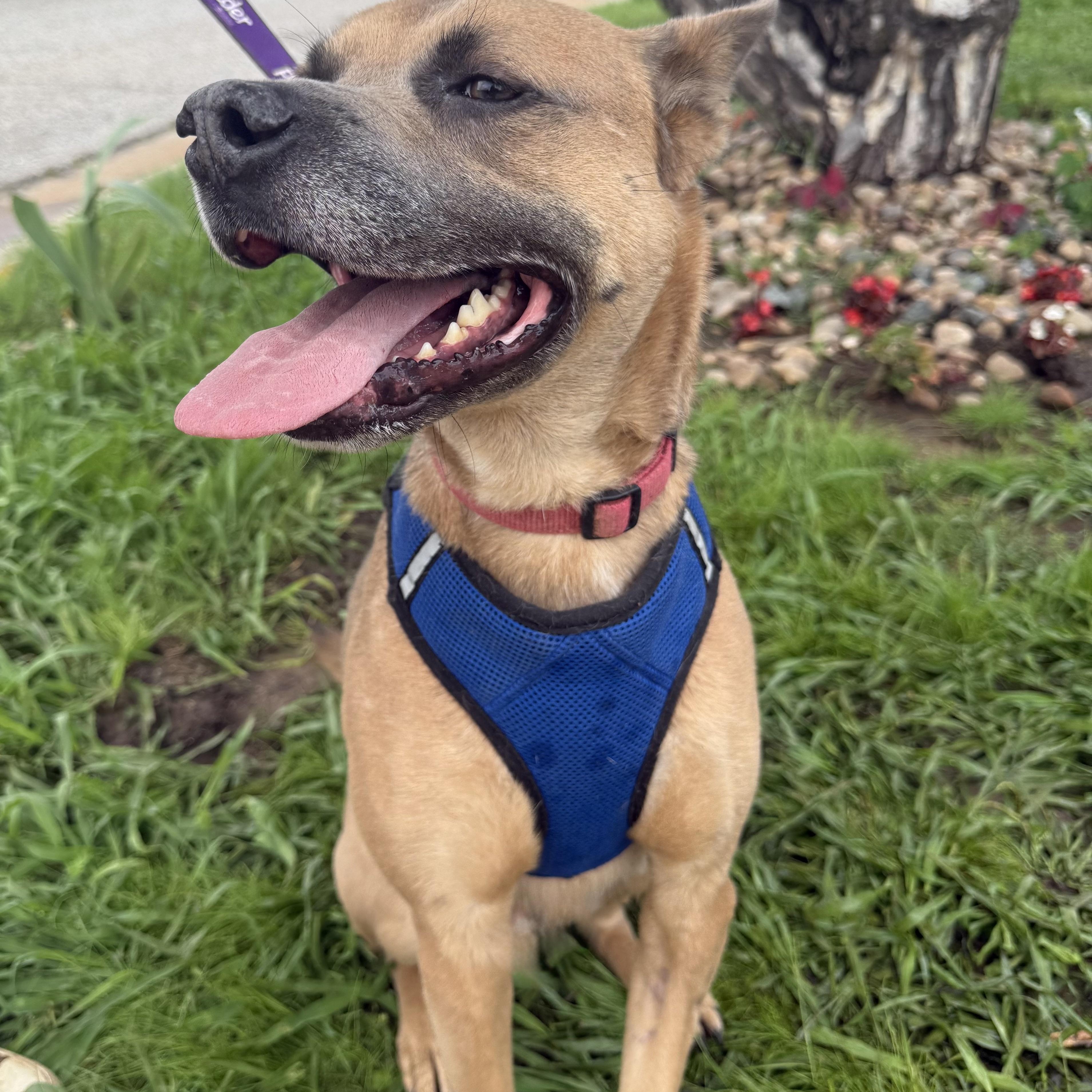 Robin, a Adoptable mixed breed in Oklahoma City, OK image 3/6