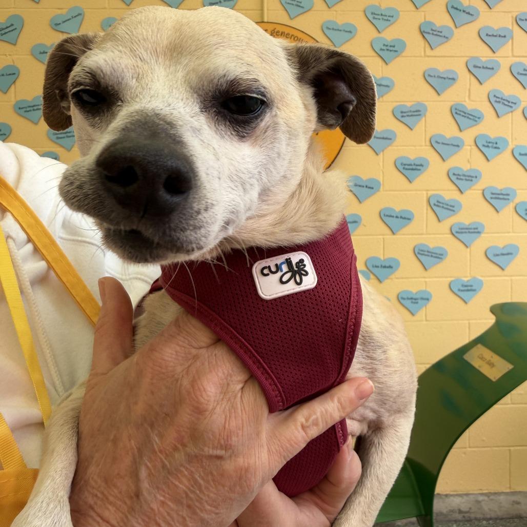 Inchworm 14208, a Adoptable Chihuahua in San Francisco, CA image 1/6