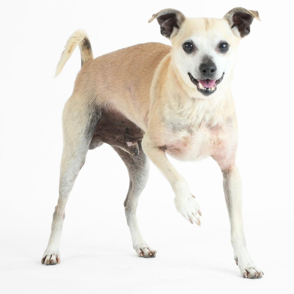 Inchworm 14208, Adoptable, Senior Male Chihuahua.