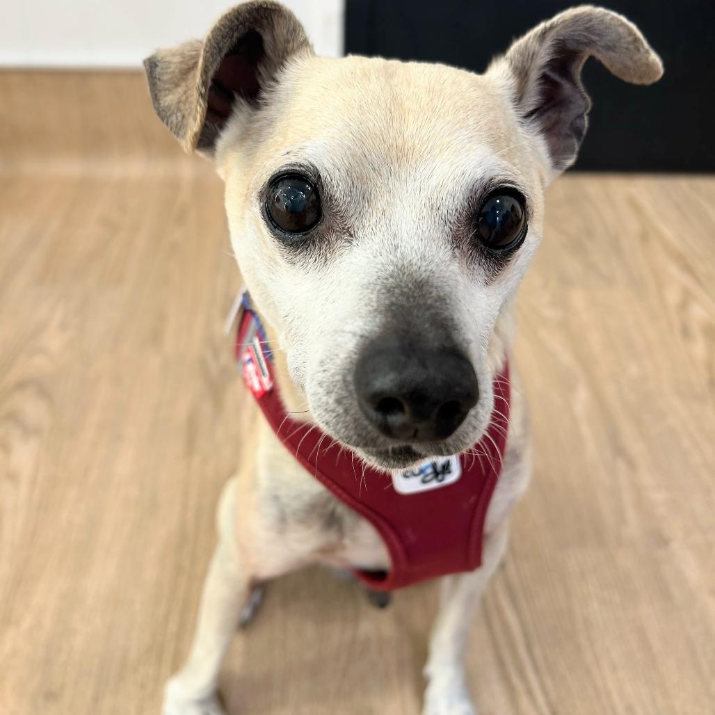 Inchworm 14208, a Adoptable Chihuahua in San Francisco, CA image 2/6