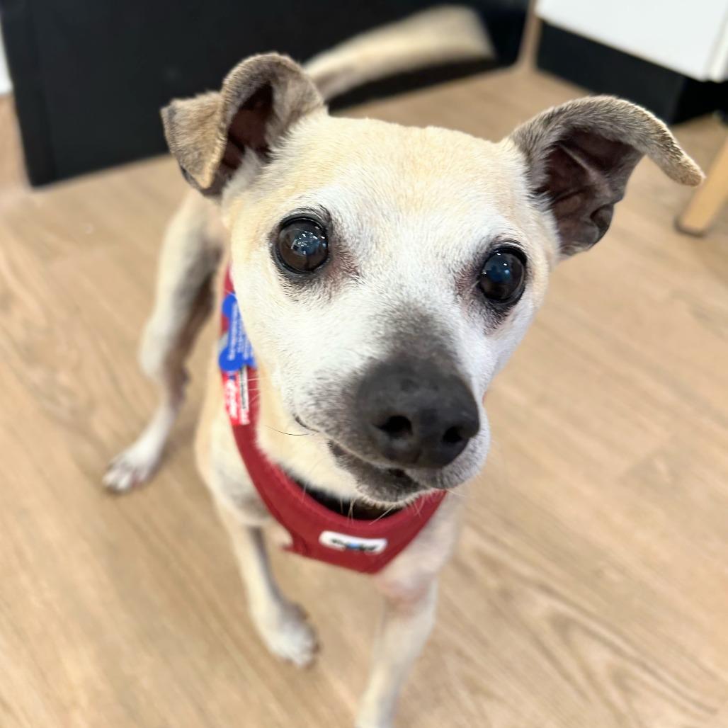 Inchworm 14208, a Adoptable Chihuahua in San Francisco, CA image 3/6
