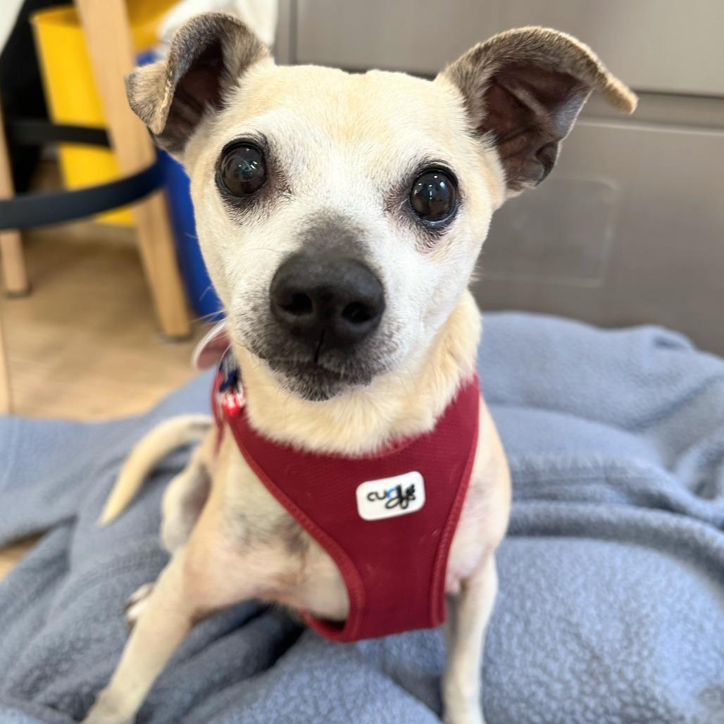 Inchworm 14208, a Adoptable Chihuahua in San Francisco, CA image 4/6