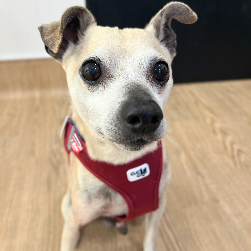 Inchworm 14208, a Adoptable Chihuahua in San Francisco, CA image 5/6
