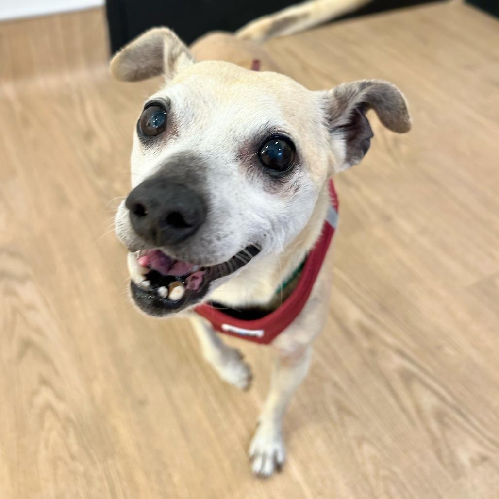Inchworm 14208, a Adoptable Chihuahua in San Francisco, CA image 6/6