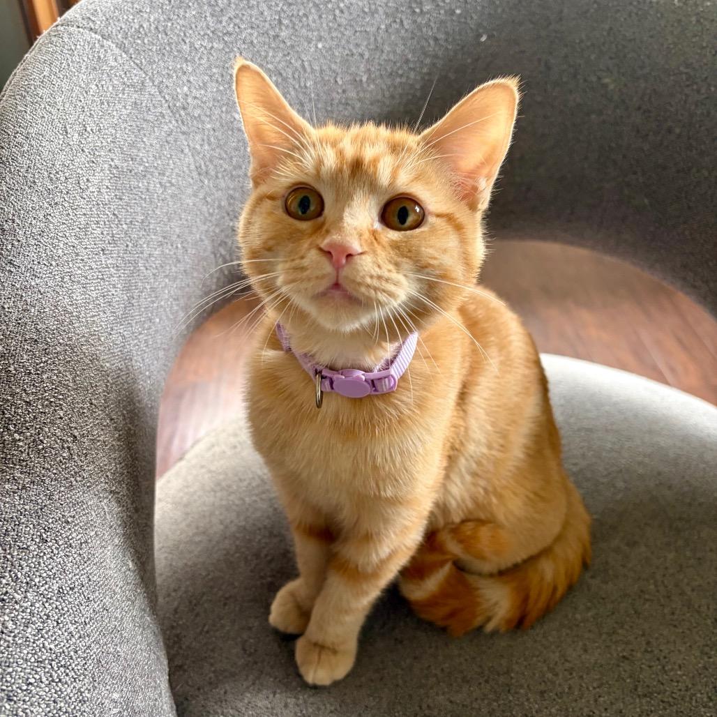 Laffy Taffy, Adoptable, Young Female Domestic Short Hair.