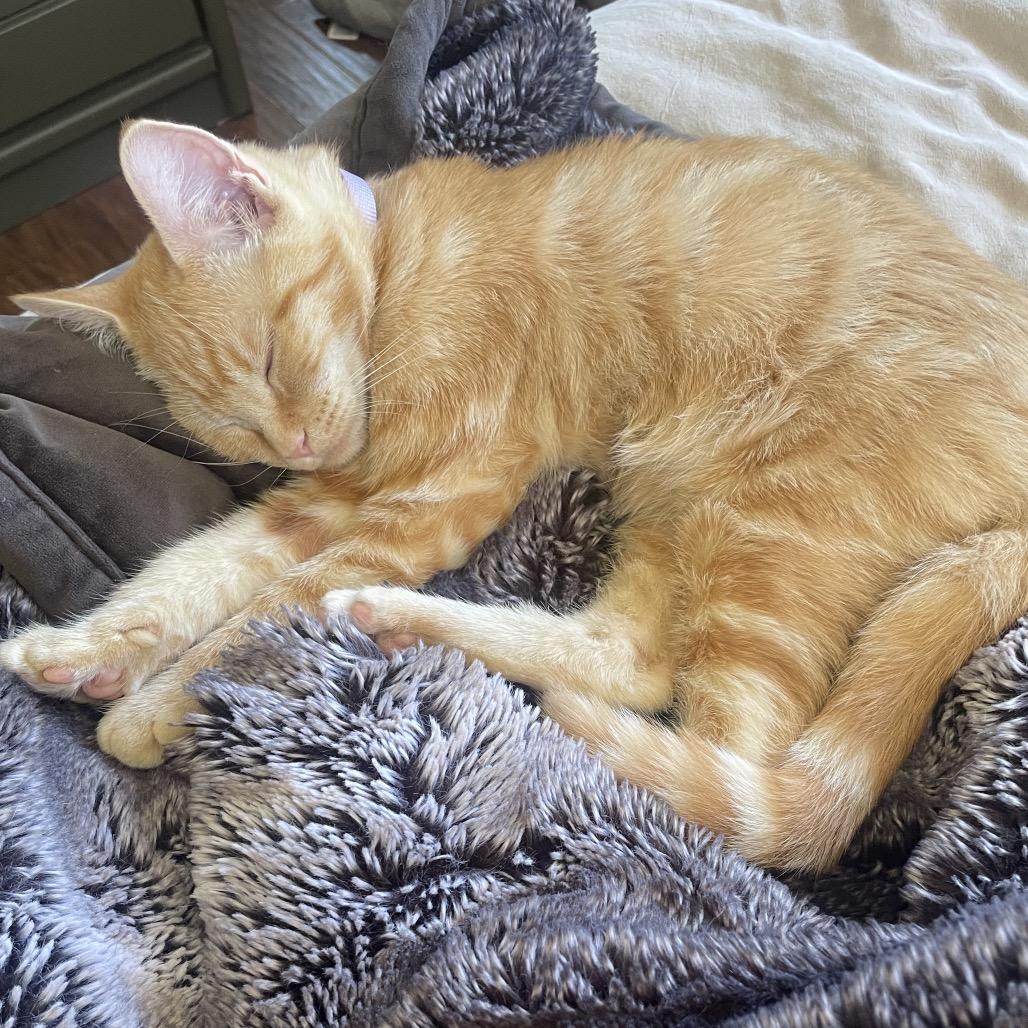 Enlarge Laffy Taffy, a Adoptable Domestic Short Hair in Talent, OR image 2/6