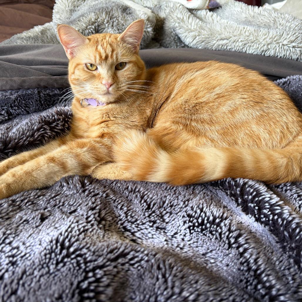 Enlarge Laffy Taffy, a Adoptable Domestic Short Hair in Talent, OR image 2/5