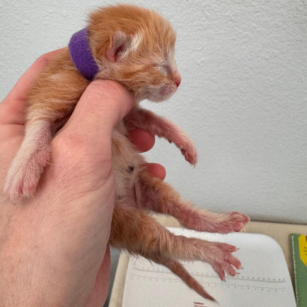 Enlarge Laffy Taffy, a Adoptable Domestic Short Hair in Talent, OR image 3/6