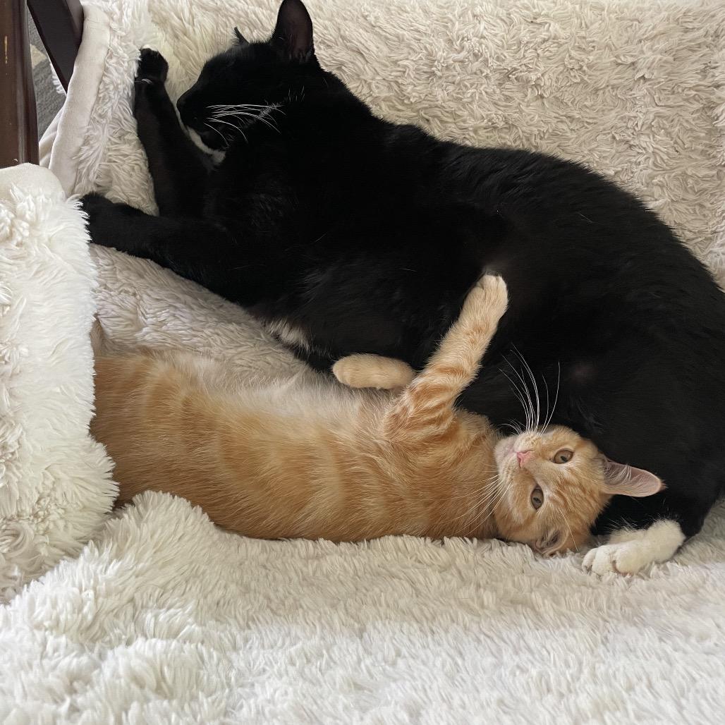 Enlarge Laffy Taffy, a Adoptable Domestic Short Hair in Talent, OR image 4/6