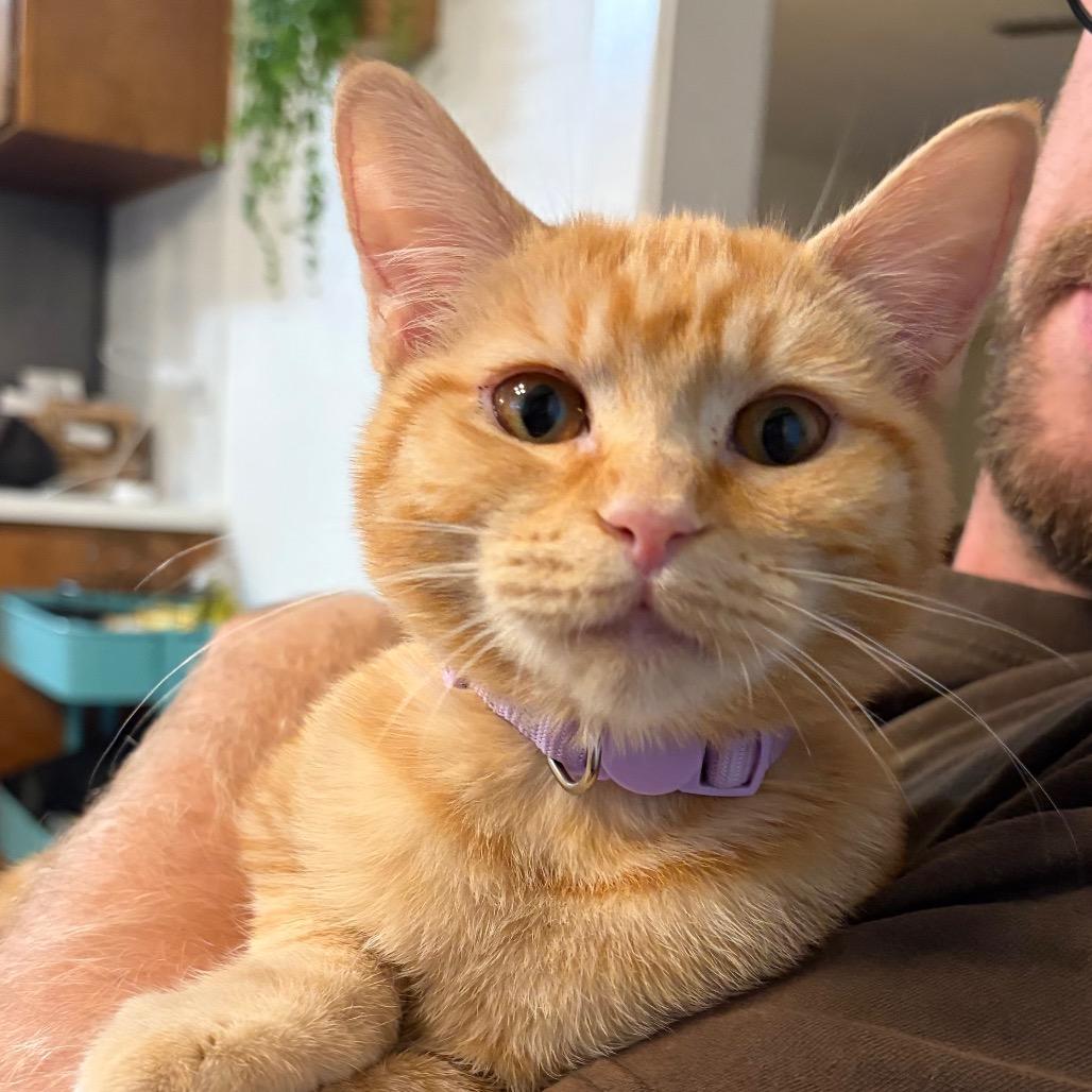 Enlarge Laffy Taffy, a Adoptable Domestic Short Hair in Talent, OR image 5/6