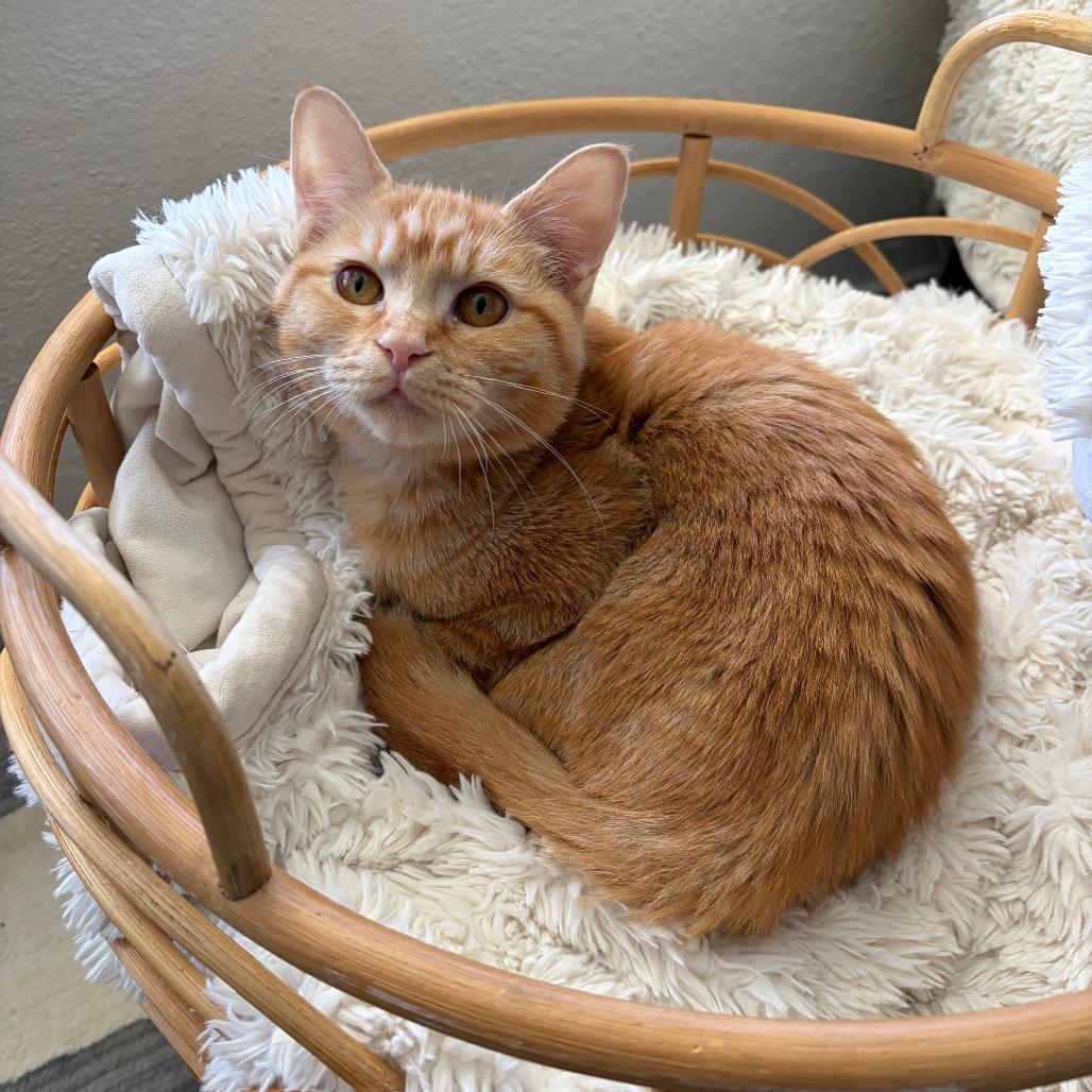 Enlarge Laffy Taffy, a Adoptable Domestic Short Hair in Talent, OR image 6/6