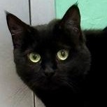 Enlarge Edith, an adopted mixed breed in Ithaca, NY image 1/1