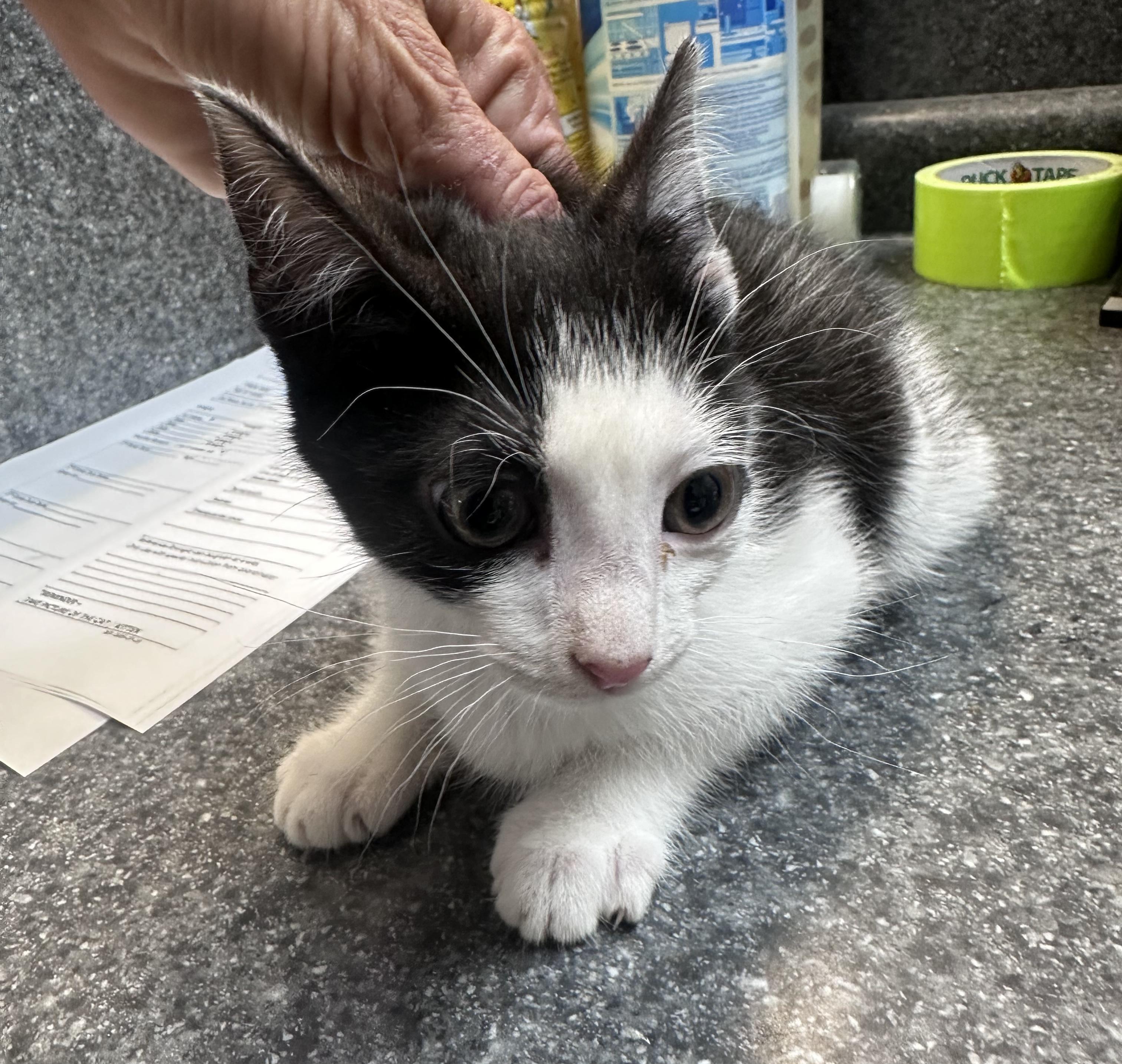 Enlarge Evie, a Adopted Domestic Short Hair in Dyersburg, TN image 2/2