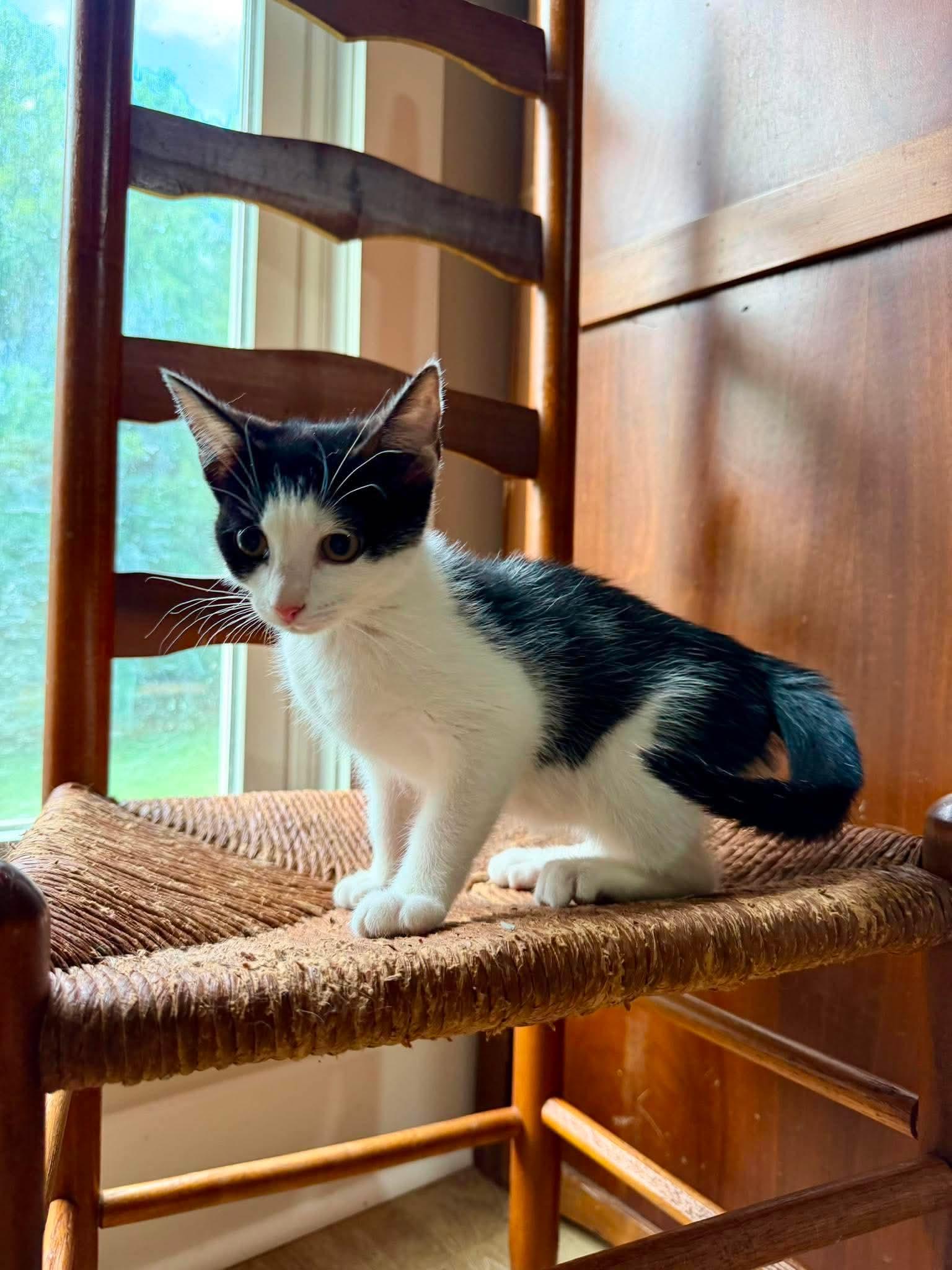 Evie, Adopted, Young Female Domestic Short Hair.