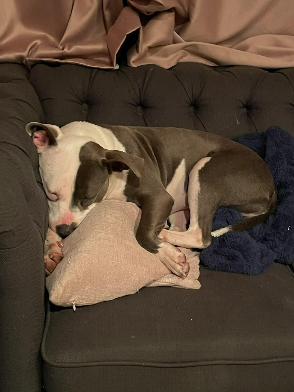 Enlarge Daisy, a Adoptable mixed breed in Wantagh, NY image 5/6