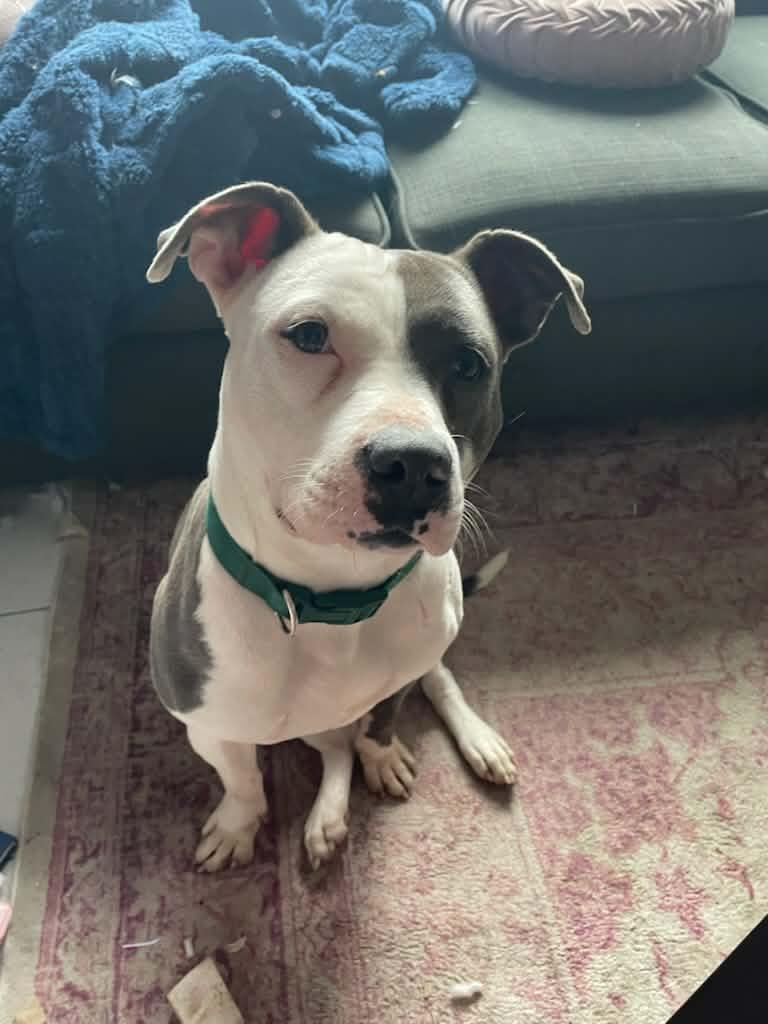 Enlarge Daisy, a Adoptable mixed breed in Wantagh, NY image 3/6