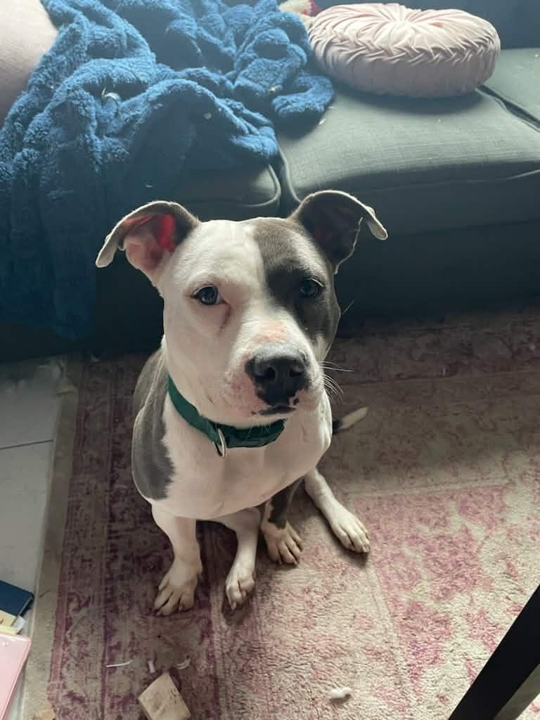 Enlarge Daisy, a Adoptable mixed breed in Wantagh, NY image 2/6