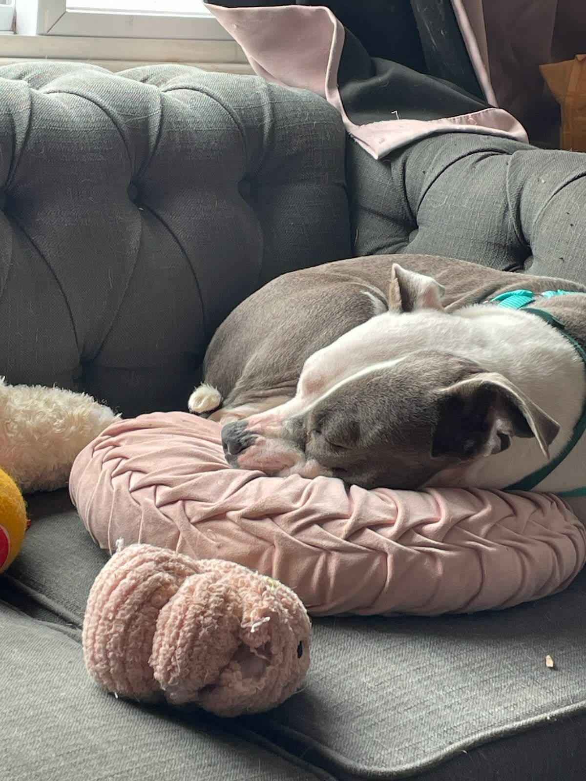 Enlarge Daisy, a Adoptable mixed breed in Wantagh, NY image 4/6