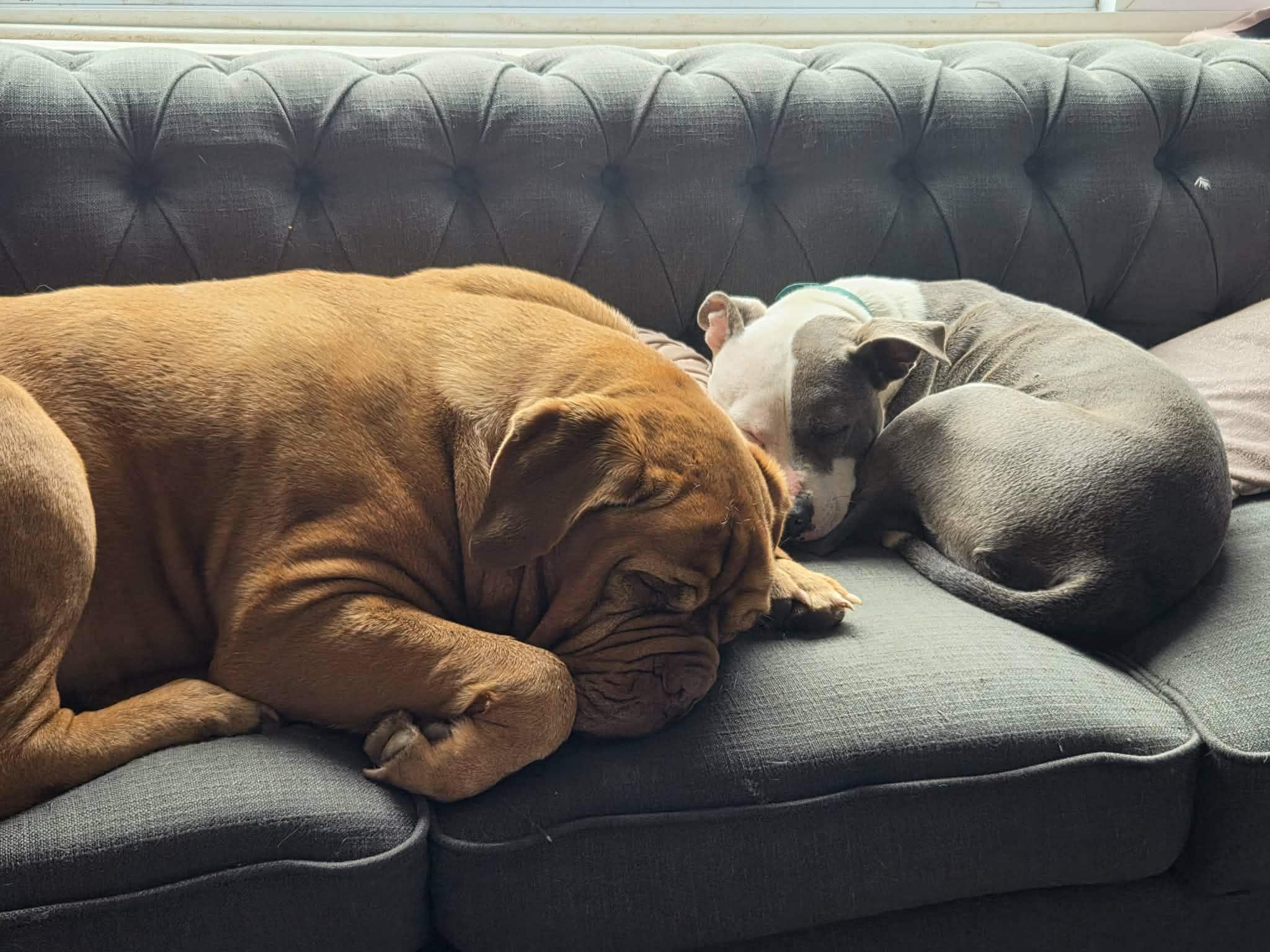 Enlarge Daisy, a Adoptable mixed breed in Wantagh, NY image 6/6