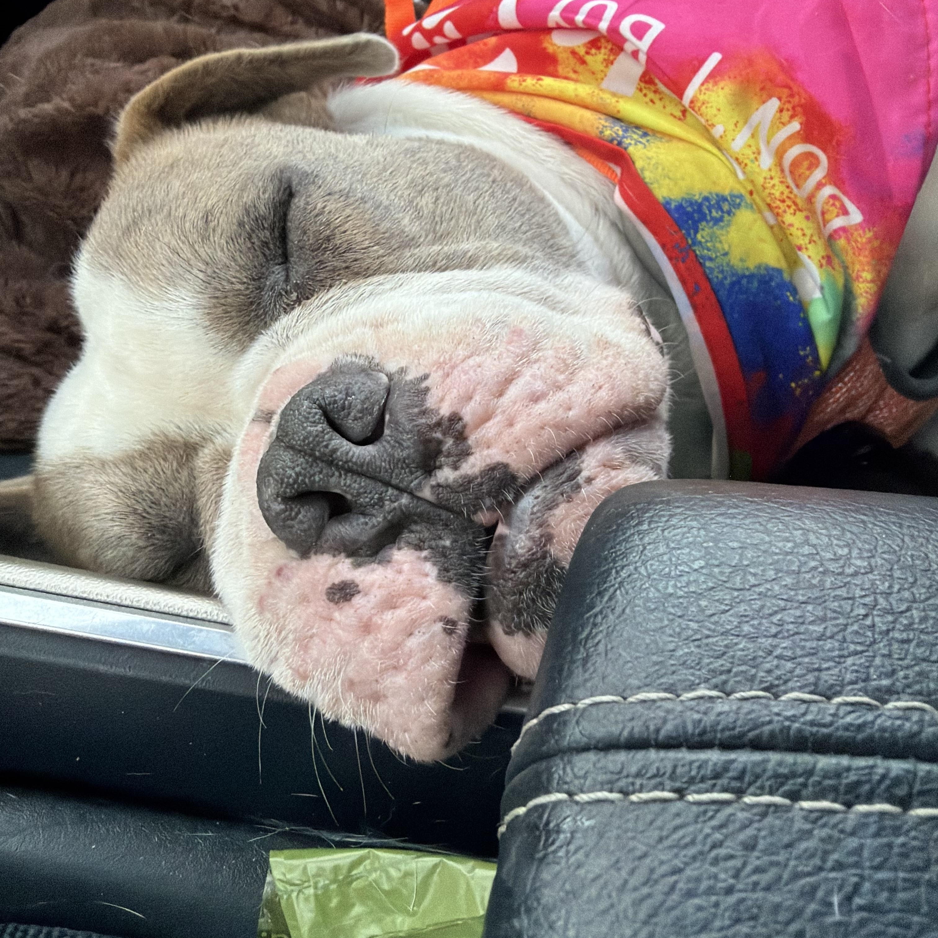 Bubba, ADOPTABLE, Young Male American Bulldog.