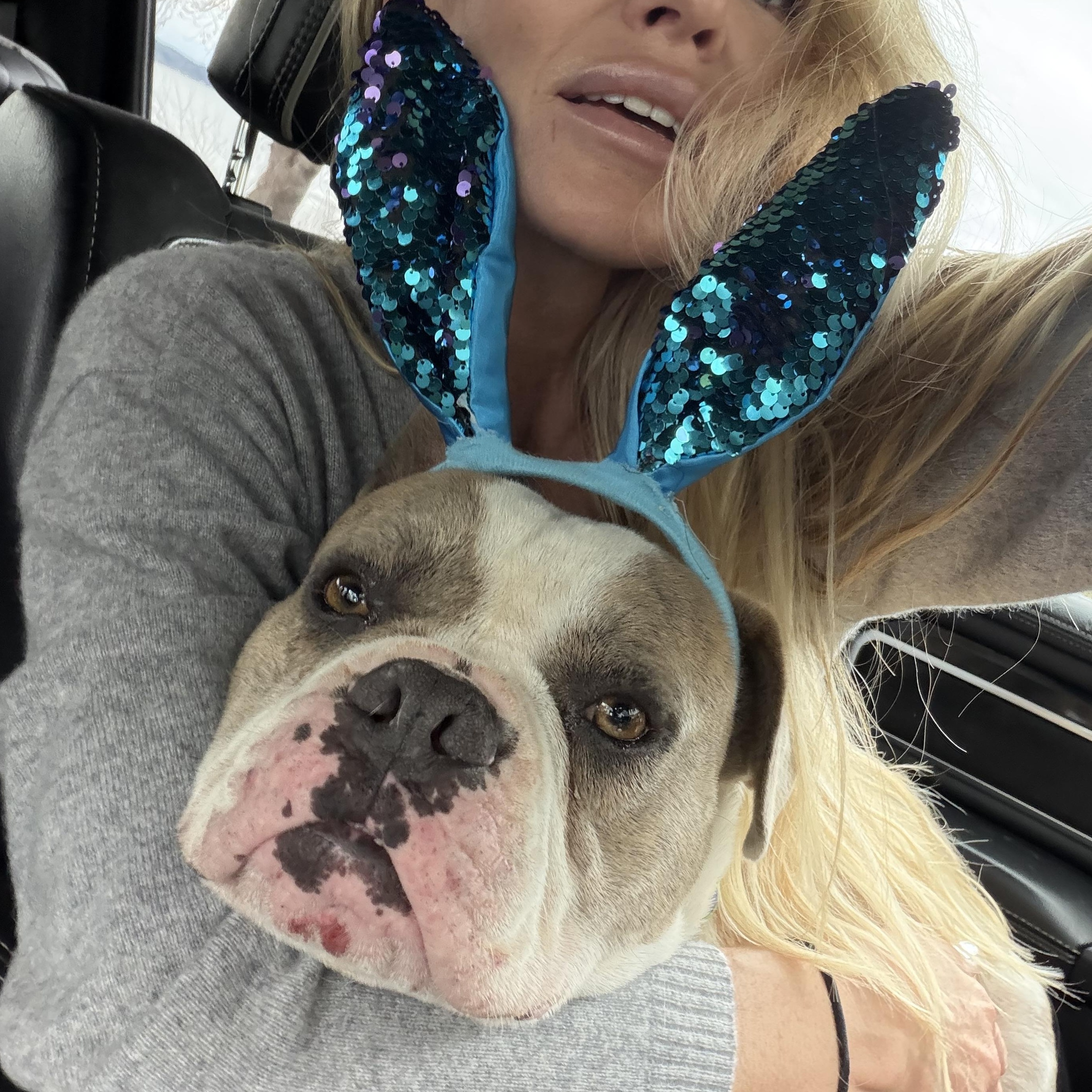 Bubba, ADOPTABLE, Young Male American Bulldog.