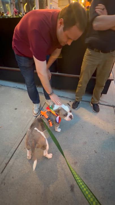 Enlarge Bubba, a ADOPTABLE mixed breed in Saratoga Springs, NY video 2/4