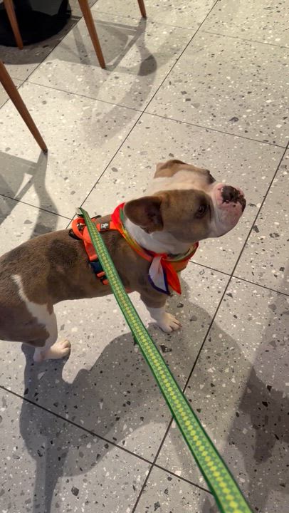 Enlarge Bubba, a ADOPTABLE mixed breed in Saratoga Springs, NY video 3/4