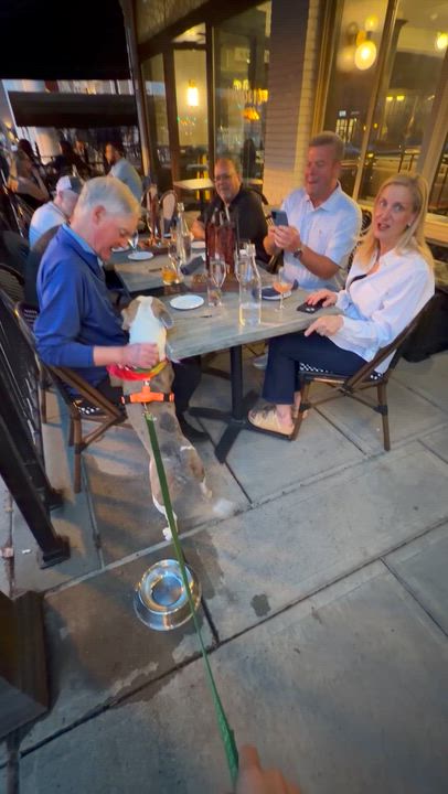 Enlarge Bubba, a ADOPTABLE mixed breed in Saratoga Springs, NY video 4/4