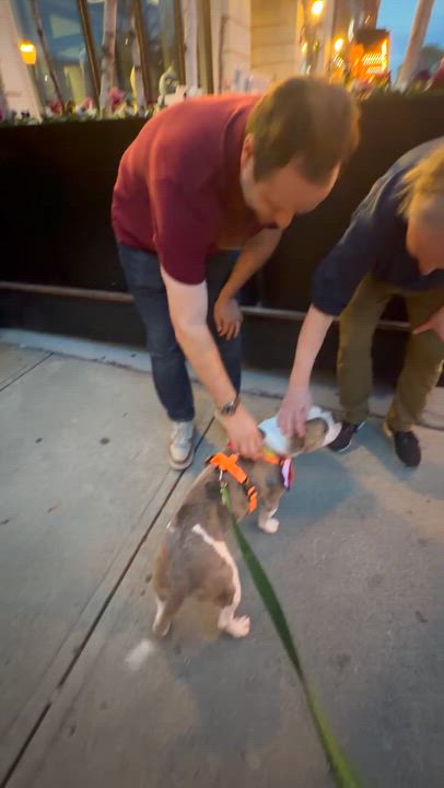Enlarge Bubba, a ADOPTABLE mixed breed in Saratoga Springs, NY video 2/4