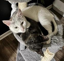 Enlarge  Baby and Shadow, a ADOPTABLE Domestic Short Hair in Raleigh, NC image 1/4