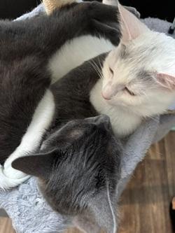 Enlarge  Baby and Shadow, a ADOPTABLE Domestic Short Hair in Raleigh, NC image 2/4