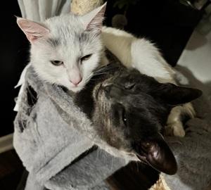 Enlarge  Baby and Shadow, a ADOPTABLE Domestic Short Hair in Raleigh, NC image 4/4